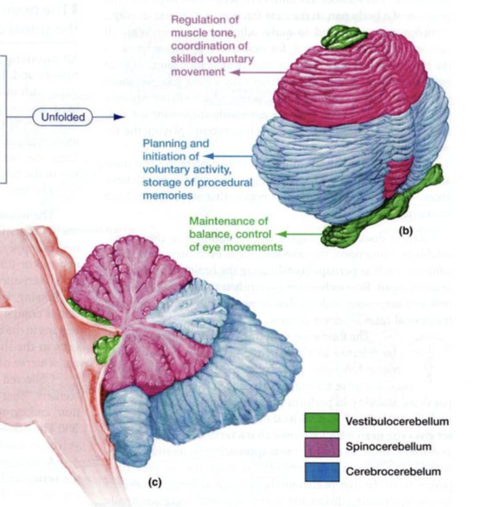<ol><li><p>Vestibulocerebellum</p></li><li><p>Spinocerebellum</p></li><li><p>Cerebrocerebellum</p></li></ol><p></p>