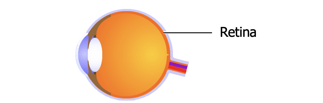 <ul><li><p>in the retina</p></li><li><p>They are <strong>light-sensitive neurons</strong> that convert <strong><em>light energy into electrical energy in cells. </em></strong></p></li><li><p>The conversion is called <strong>phototransduction</strong>.</p></li></ul><p></p>