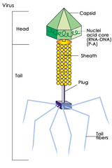 <p>bacteriophage- virus that infects bacteria</p><p>made of protein (capsid is usually icosahedral or helical and tail fibers) and nucleic acids (DNA or RNA, ss or ds)</p><p>general life cycle:</p><p>1. attachment- receptor specificity</p><p>2. injection- deliver genome to host cell</p><p>some bacteria can enter host cells and lyse them as well</p>