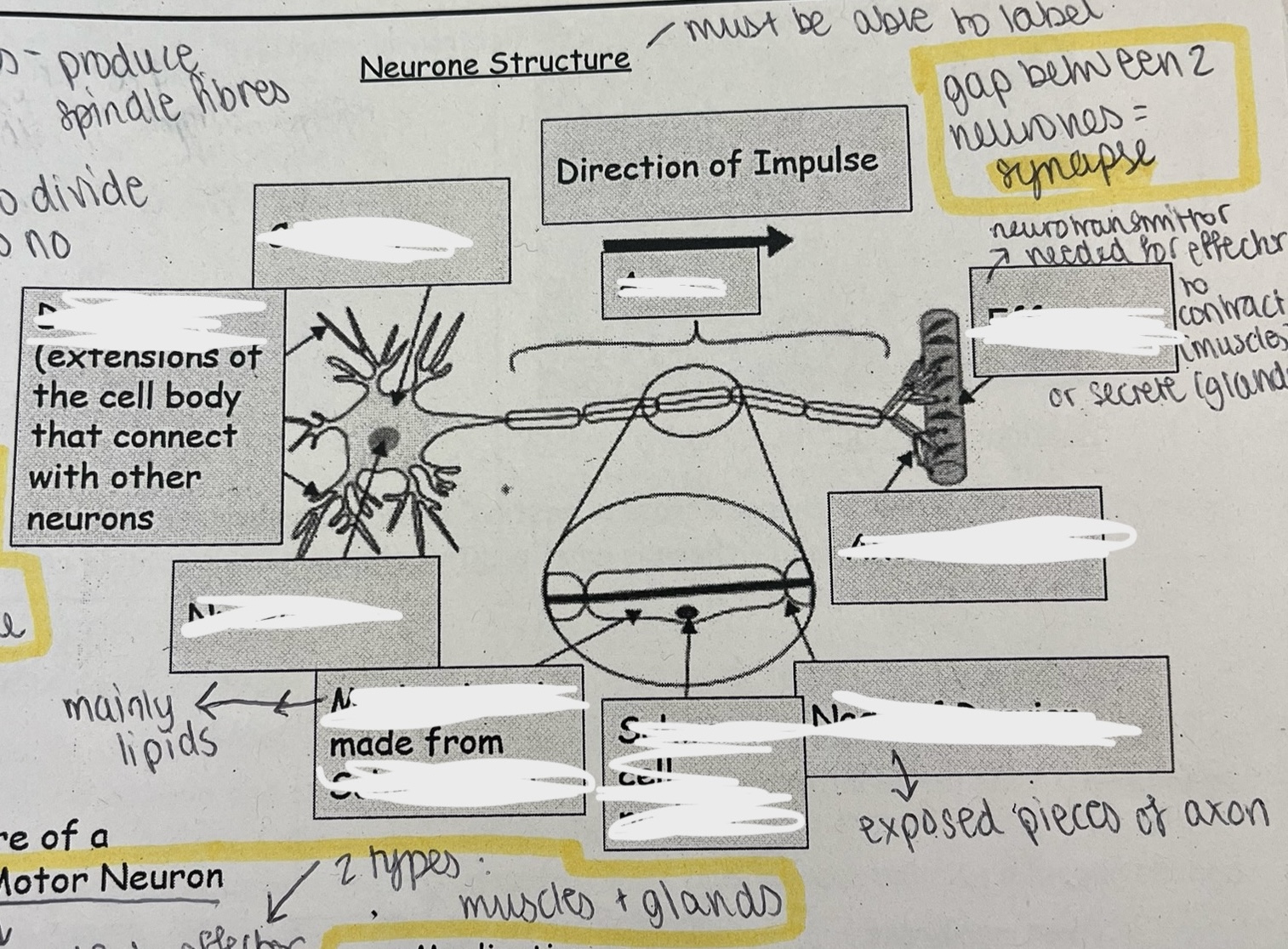 <p>What is the structure of a neurone? </p>