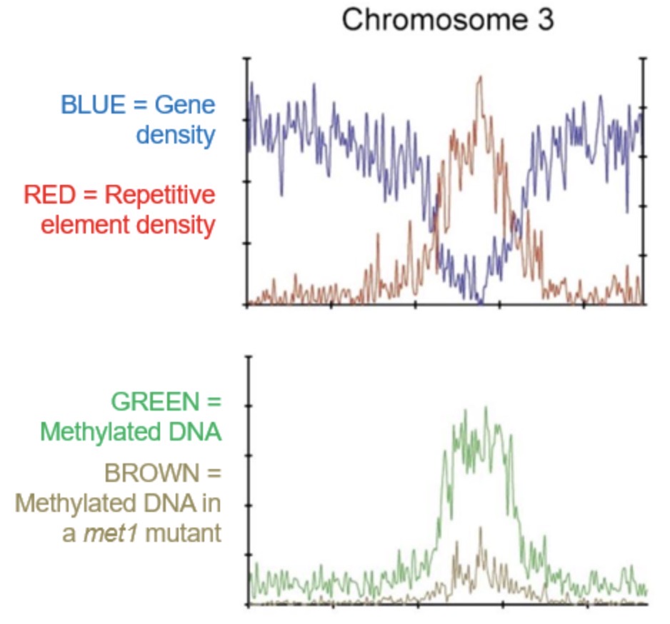 <p>En este perfil de cromosoma, el pico de metilación corresponde a:</p>