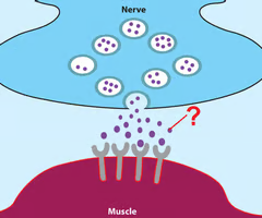 <p><span>release acetylcholine across the cleft </span></p>