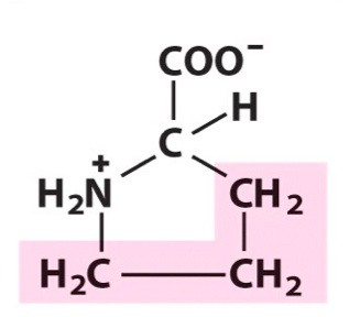 <p><span>Nonpolar amino acid. [Pro, P]</span></p>