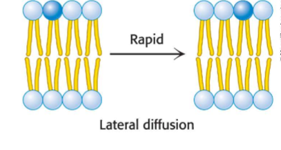 <p>a process by which lipids and membrane proteins are constantly in lateral motion (moving side to side throughout a membrane).</p>