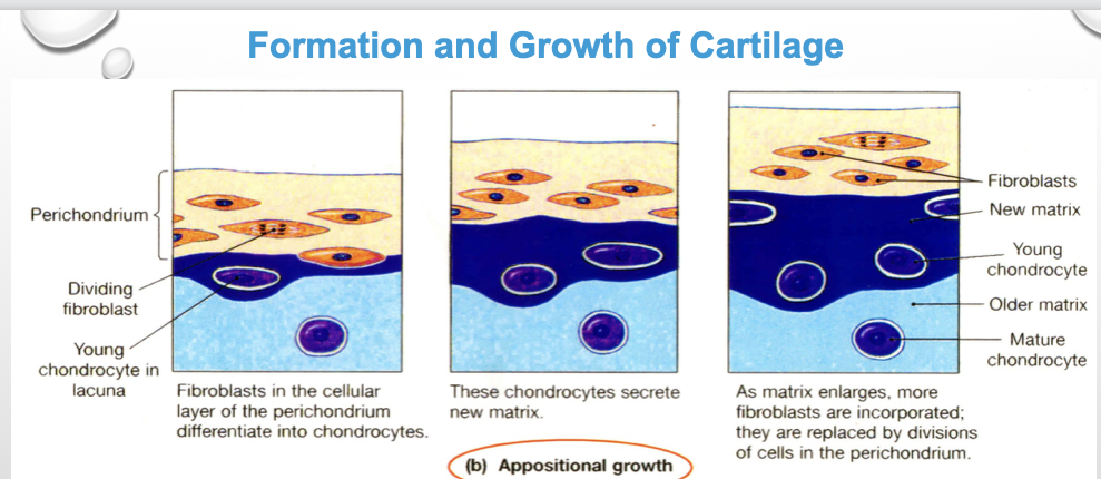 <p><span><strong>Appositional Growth</strong> (Growth from the outside edge)</span></p>