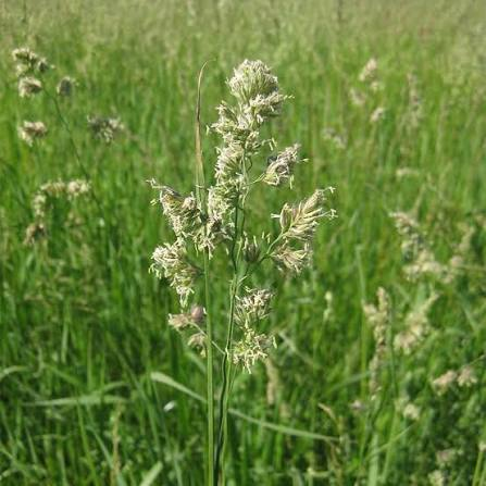 <p>Cool - Bluish-green, fluffy seedhead, tufted perennial with dense seedhead clusters. Productive forage grass of pastures and hayfields, especially on fertile, well-drained soils.</p>
