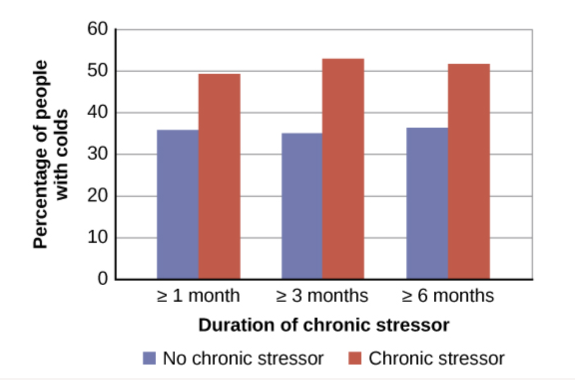 <p>Research has shown that:</p><ul><li><p>People with <strong>chronic stress</strong> were <strong>more likely to develop colds</strong> after being exposed to the cold virus.</p></li><li><p>Caregivers of spouses with <strong>Alzheimer's disease</strong> produced a <strong>weaker antibody response</strong> after receiving a flu vaccine.</p></li><li><p>Higher stress levels are associated with <strong>slower wound healing</strong> because stress reduces immune proteins needed for tissue repair.</p></li></ul><p></p>