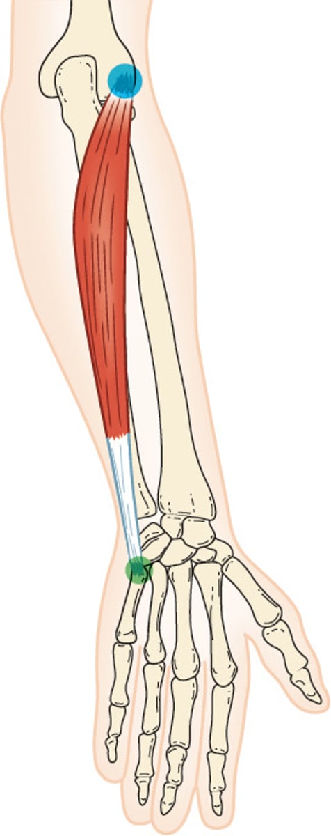 <p>O: lateral epicondyle of humerus</p><p>I: base of 5th metacarpal</p><p>A: wrist extension, ulnar deviation</p><p>N: radial nerve</p>