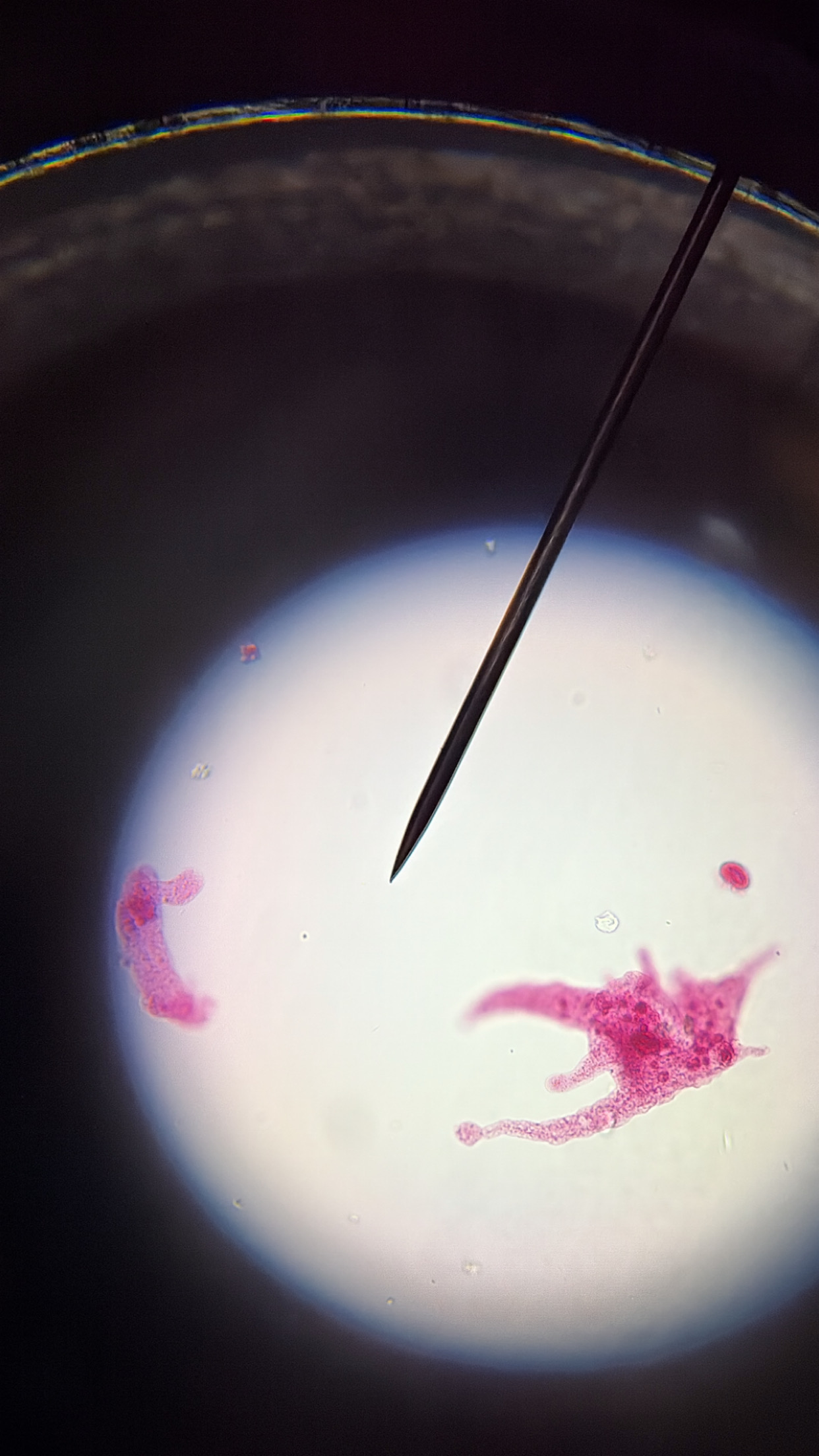 <ol><li><p>This slide shows a/an:</p></li></ol><p class="p1">a) Prokaryotic cell</p><p class="p1">b) Eukaryotic cell</p><p class="p1">c) None of the above</p><ol start="2"><li><p class="p1">Which type of cells does this slide show?</p><p class="p1">a) Cocci cells</p><p class="p1">b) Bacilli cells</p><p class="p1">c) Spirilli cells</p><p class="p1">d) None of the above</p></li></ol><ol start="3"><li><p class="p1">Which type of cell does this slide show an example of:</p></li></ol><p class="p1">a) Spirogyra</p><p class="p1">b) Volvox</p><p class="p1">c) Diatoms</p><p class="p1">d) None of the above</p><ol start="4"><li><p class="p1">Which type of cell does this slide show an example of:</p><p class="p1">a) Amoeba</p><p class="p1">b) Paramecium</p><p class="p1">c) None of the above</p></li><li><p class="p1">Which type of cell does this slide show an example of:</p><p class="p1">a) Archaebacteria or Eubacteria</p><p class="p1">b) Plantae</p><p class="p1">c) Protista</p><p class="p1">d) Fungi</p><p class="p1">e) Animalia</p></li></ol><p class="p1"></p><p class="p1"></p>
