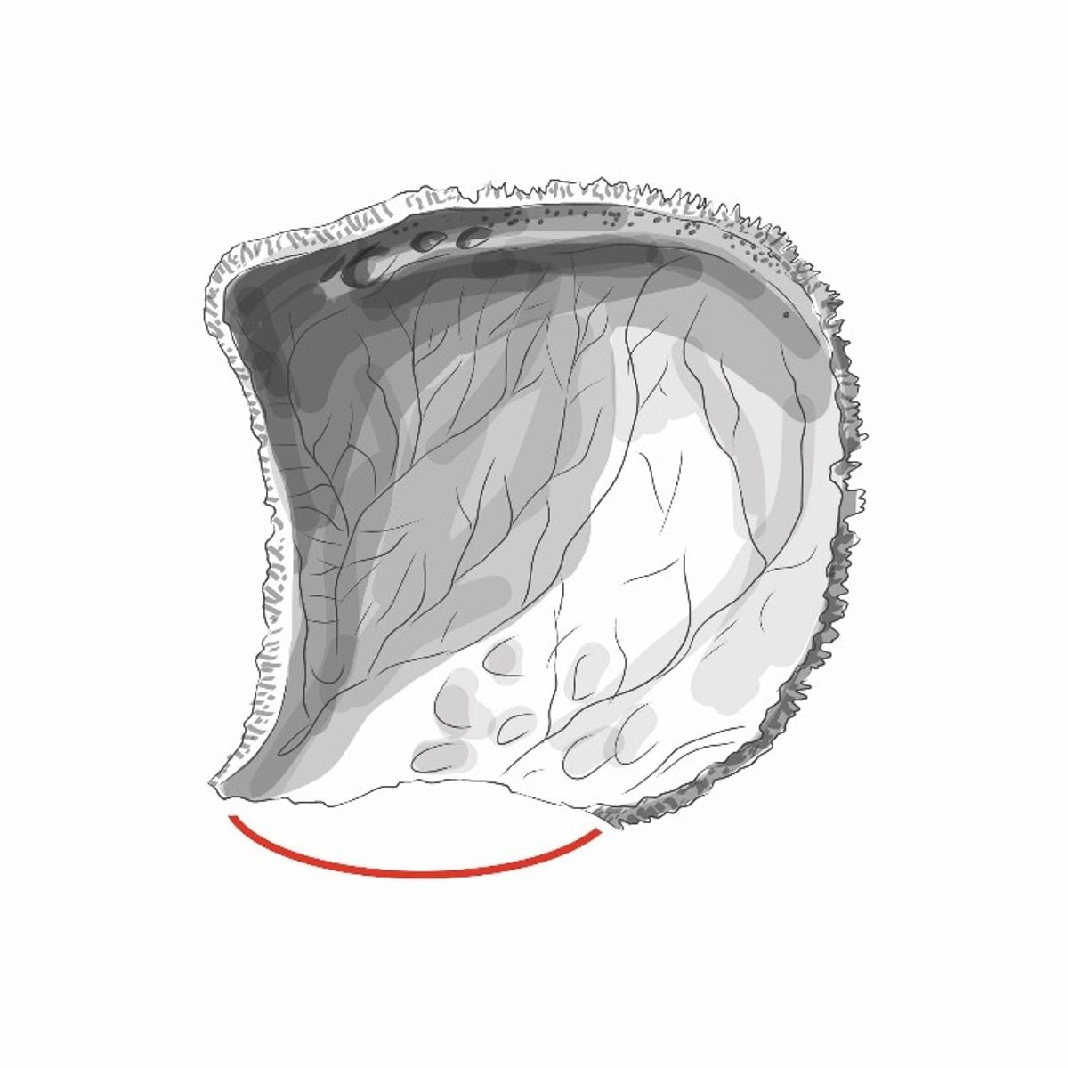<p>vormt de sutura squamosa met de squama van het os temporale</p>