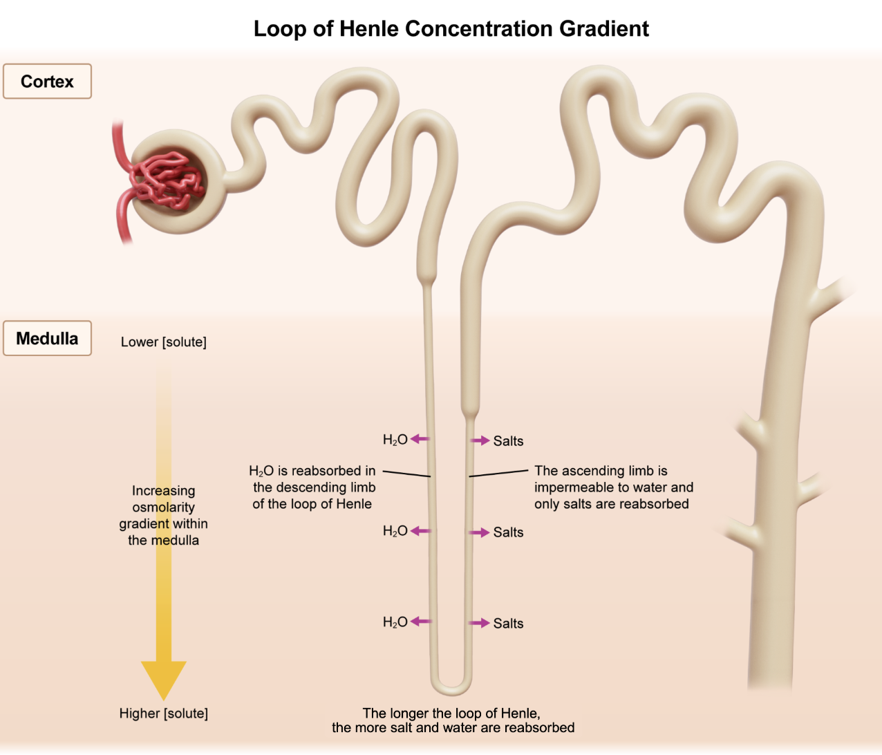 <p><span style="line-height: 1.6em;">loop of Henle starts by flowing downward from the renal cortex to the renal medulla. Filtrate becomes&nbsp;more concentrated&nbsp;as it flows down the loop of Henle because H<sub>2</sub>O passively flows out of the tube. Flowing back up, salts transported out of tube into interstitial fluids in medulla. <strong>Longer loop = more salt secreted into surrounding tissues.</strong></span></p><p></p><p><span style="line-height: 1.6em; font-size: inherit;">A. Increased glomerular filtration</span></p><p><span style="line-height: 1.6em; font-size: inherit;">An increase in glomerular filtration rate (GFR) would affect the amount of material moving through the <u>kidney</u>, but it would not necessarily affect concentration via reabsorption and secretion.</span></p><p></p><p><span style="line-height: 1.6em; font-size: inherit;">B. Shorter loop of Henle</span></p><p><span style="line-height: 1.6em; font-size: inherit;">A shorter loop of Henle would have the opposite effect of a longer loop. Namely, it would facilitate a smaller concentration gradient that allows less water absorption and therefore less concentrated urine.</span></p><p></p><p><span style="line-height: 1.6em; font-size: inherit;">D. Shorter proximal convoluted tubule</span></p><p><span style="line-height: 1.6em; font-size: inherit;">E. Longer proximal convoluted tubule</span></p><p><span style="line-height: 1.6em; font-size: inherit;">Although a lot of reabsorption occurs at the proximal convoluted tubule, it absorbs&nbsp;</span>both<span style="line-height: 1.6em; font-size: inherit;">&nbsp;solutes and water concurrently. Altering its length would likely not have a regulatory effect on filtrate concentration, especially since unlike the loop of Henle the entire tubule remains in the cortex of the kidney.&nbsp;Therefore, it wouldn’t affect the osmolarity gradient of the medulla.&nbsp;</span></p>