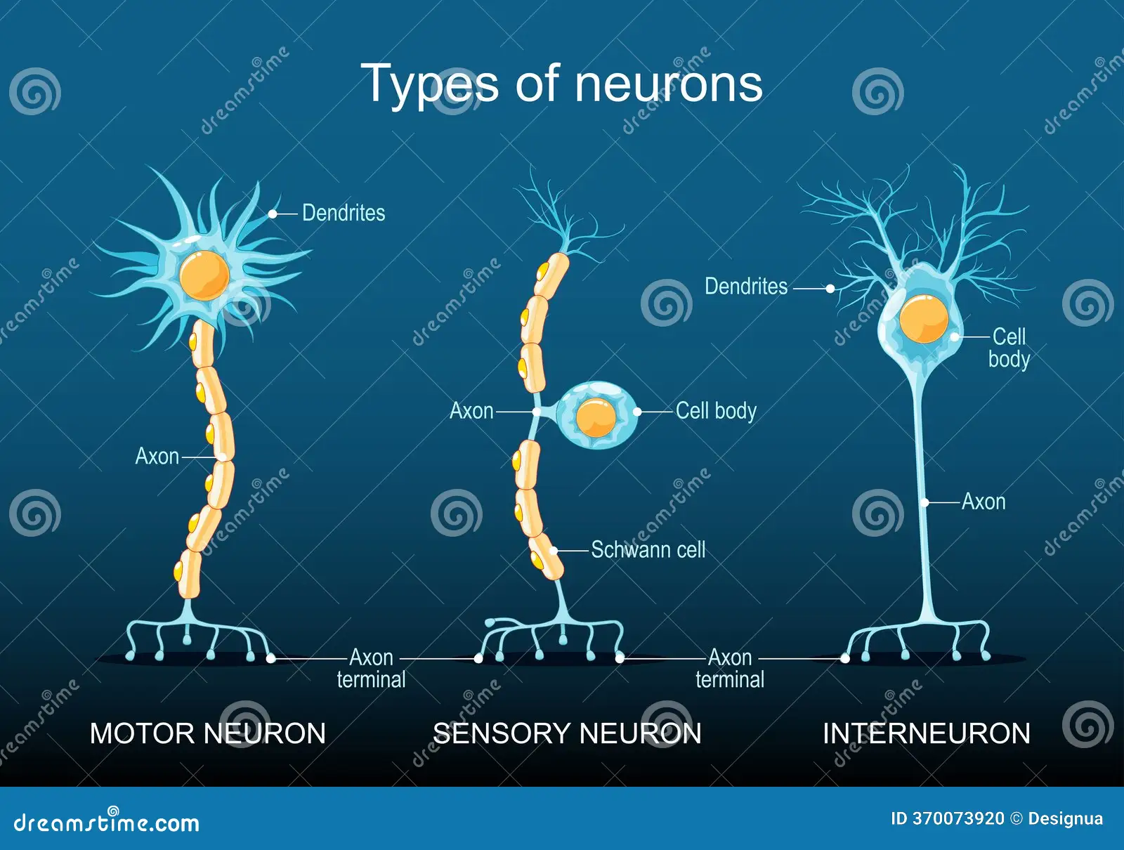 <p>Axon</p>
