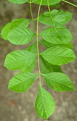 <p>Opposite, pinnately compound with 5-7 leaflets. Paddle-shaped, 1-seeded winged fruits. </p>