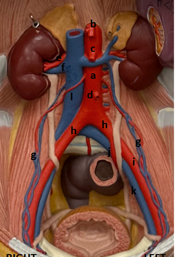 <p>identify a</p>
