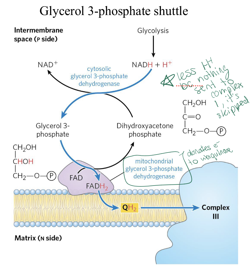 <p>Must use Glycerol 3-Phosphate shuttle</p><ul><li><p>occurs in skeletal muscle and brain</p></li><li><p>Instead of entering in the matrix the NADH is delivered in the inner membrane</p><p>Will result in 1.5 ATPs from this NADH = FADH2</p></li></ul><p>CI is skipped, enters at mitochondria G3P dehydrogenase (diff then CII) and reduced FAD+ to FADH2 which then donates its electrons to form <strong>Q𝐻2</strong></p><p></p>