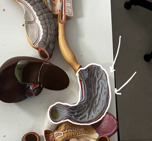 <p>Identify this organ</p>