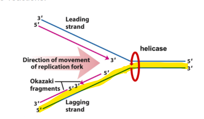 <p>what strand happens in DNA synthesis occuring discontinuosly </p>