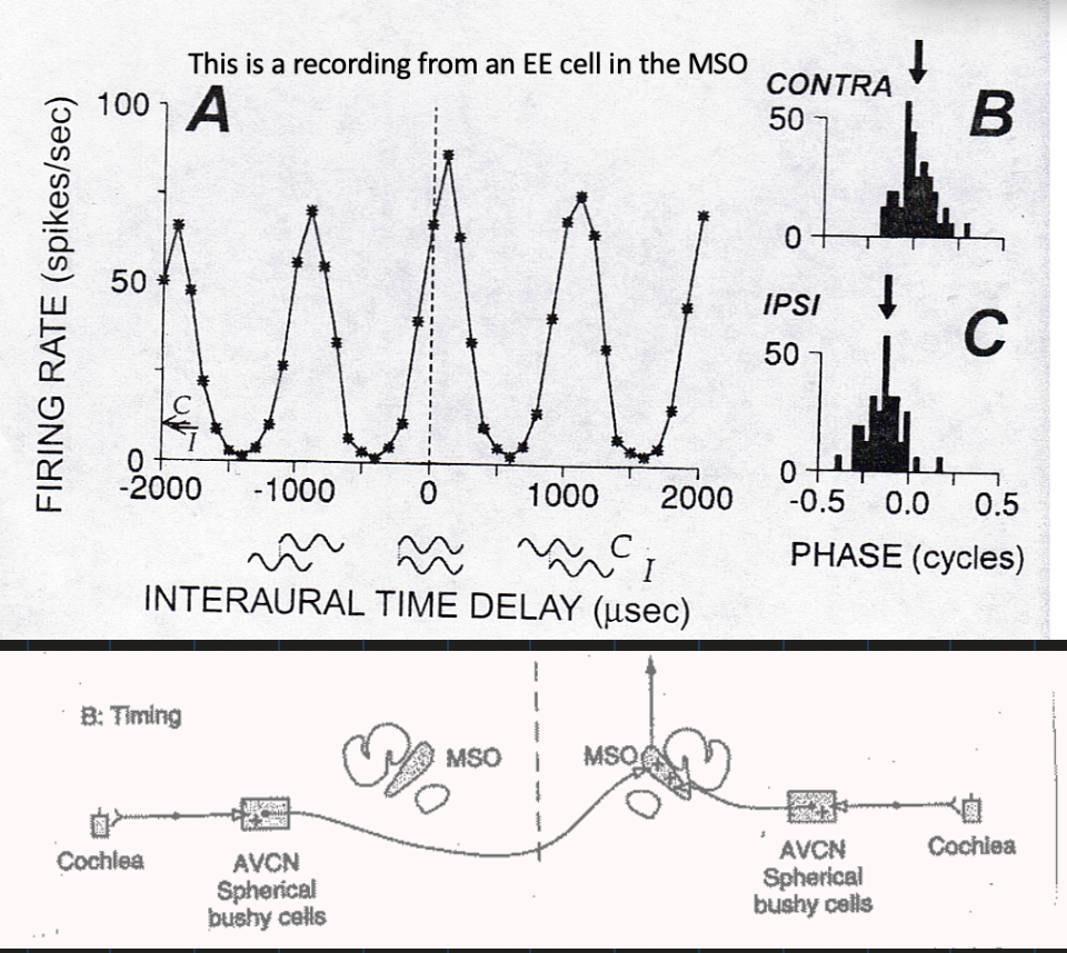 <ul><li><p><strong>Cellular Support:</strong> <strong>EE neurons</strong> (Excitatory-Excitatory) found in the <strong>MSO</strong> (Medial Superior Olive).</p></li><li><p><strong>The Model:</strong> <strong>Jeffress coincidence detector model</strong>; cells behave like coincidence detectors and respond maximally when input spikes from both sides arrive in <strong>coincidence</strong>.</p></li><li><p><strong>Mechanism:</strong> Afferents project to binaural cells in the form of <strong>neuronal delay lines</strong>.</p></li><li><p><strong>Cell Count:</strong> <strong>65% of cells in the MSO are EE</strong>.</p></li><li><p><strong>Neural Pathway:</strong> Cochlea → <strong>AVCN</strong> (<strong>Spherical bushy cells</strong>) → <strong>MSO</strong> (bilateral excitatory input)</p></li><li><p>Use ITDs for 1.5 kHz and below</p></li></ul><p></p>