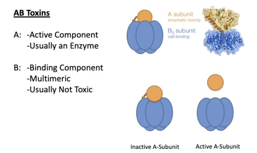 <p>AB-Type Toxins (Exotoxin/5th Mechanisms of Pathogenesis)</p>