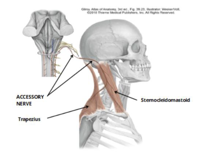 <p>CN XI: Accessory nerve </p><ul><li><p>motor: trapezius + sternocleodimastoid muscles </p></li></ul><p></p>