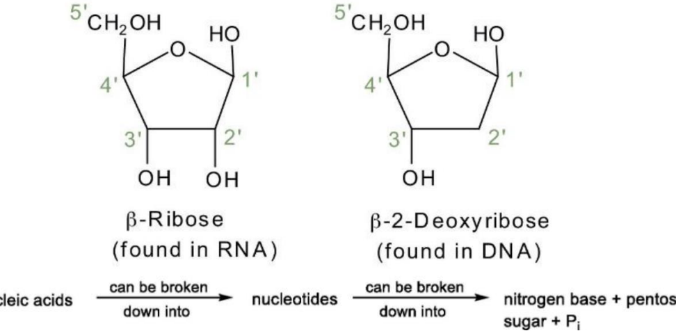 <p>The Building block of DNA and RNA </p><p>They are the monomers of DNA and RNA </p>