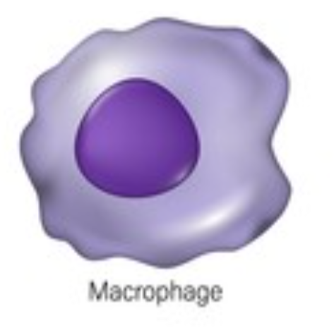 <p>Macrophage</p>