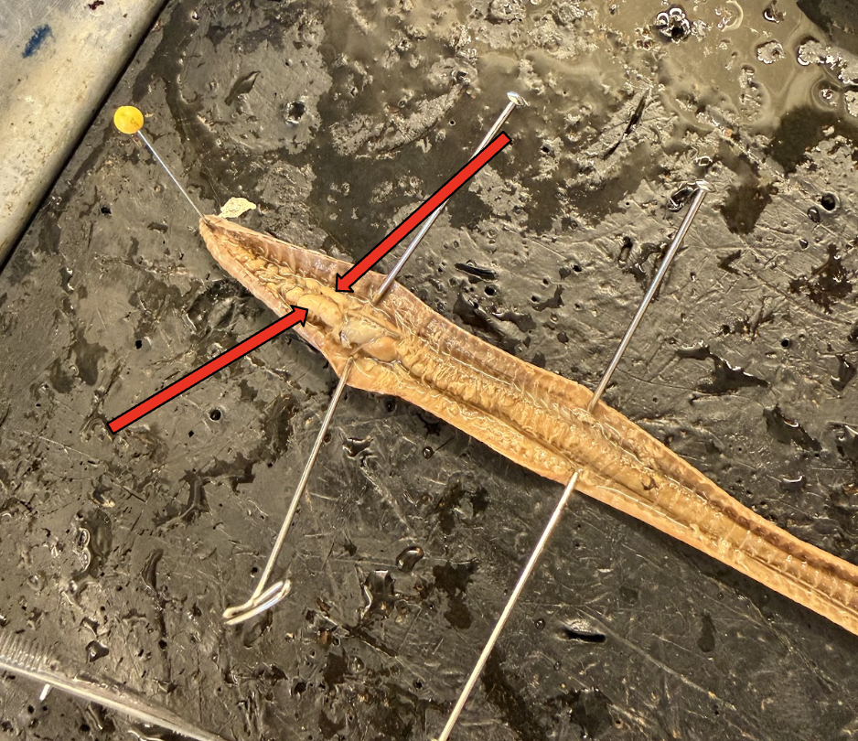 <p>What is this Structure? What is the Function?</p>