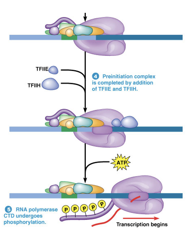 <p><span>TFIIH has both <strong>helicase and kinase activity</strong></span></p><p><span>•Local unwinding of DNA</span></p><p><span>•<strong>Phosphorylation of the C-terminal domain</strong> (CTD) of RNA Polymerase II</span></p><p style="text-align: left;"><span>Both promote the r<strong>elease of RNA Polymerase II from the initiation com</strong>plex and the beginning of transcription</span></p>