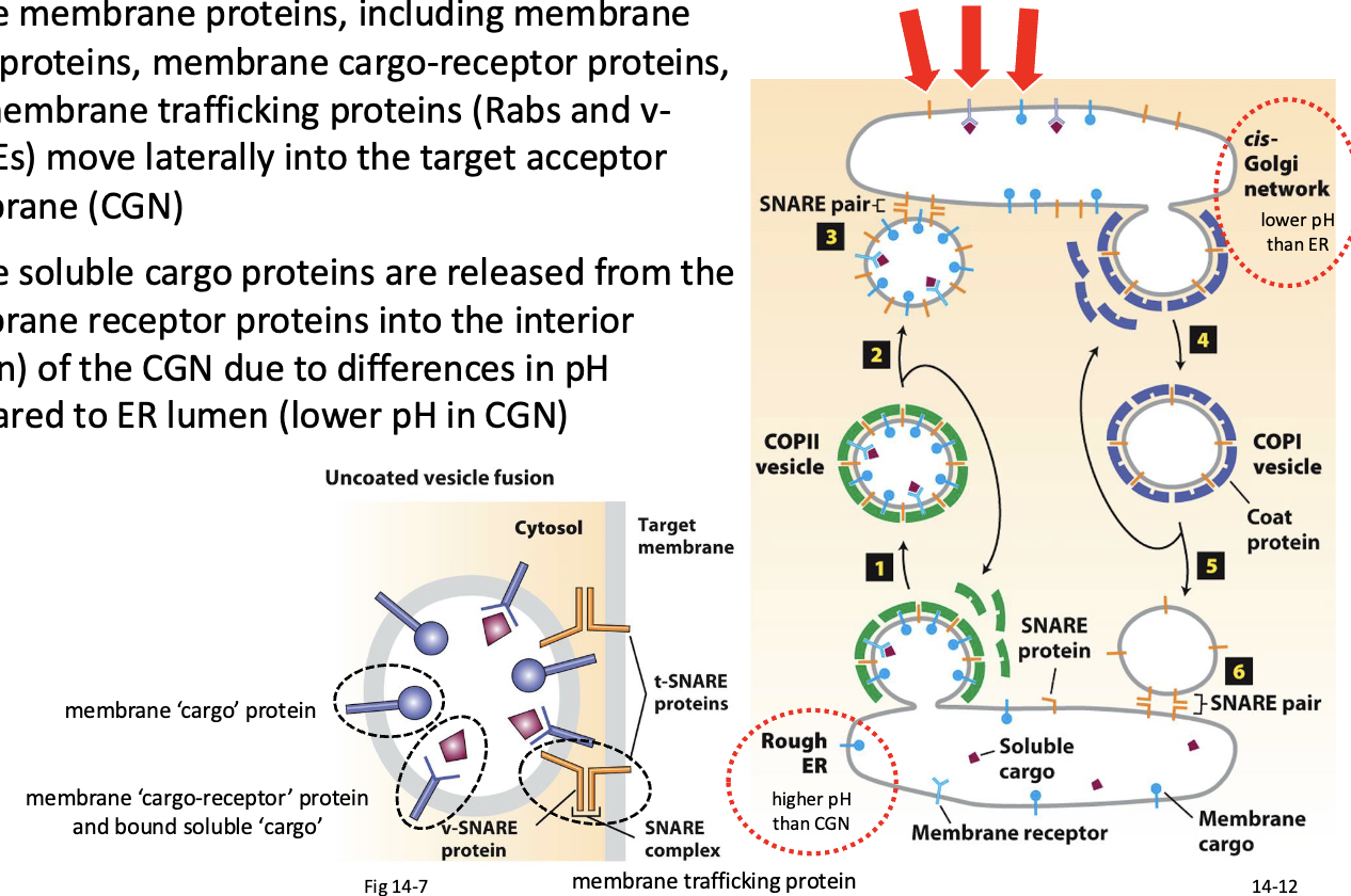 <ul><li><p>vesicle membrane proteins, including membrane cargo proteins, membrane cargo-receptor proteins, and membrane trafficking proteins (Rabs and v- SNAREs) move laterally into the target acceptor membrane (CGN)</p></li><li><p>vesicle soluble cargo proteins are released from the membrane receptor proteins into the interior (lumen) of the CGN due to differences in pH compared to ER lumen (lower pH in CGN)</p></li></ul><p></p>