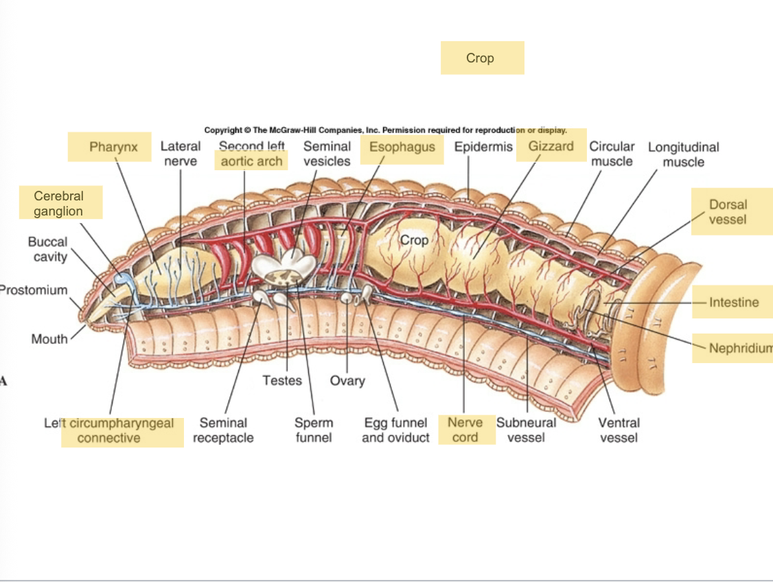 <p>C. Oligochaeta</p><p>Phylum Annelida</p>