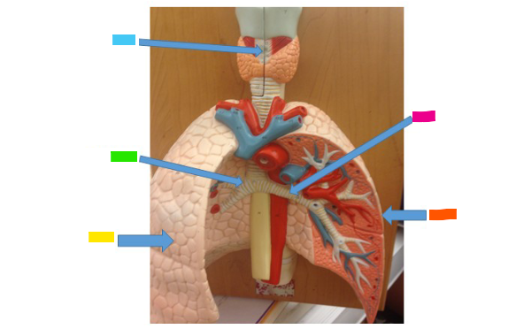<p>What is the pink arrow?</p>
