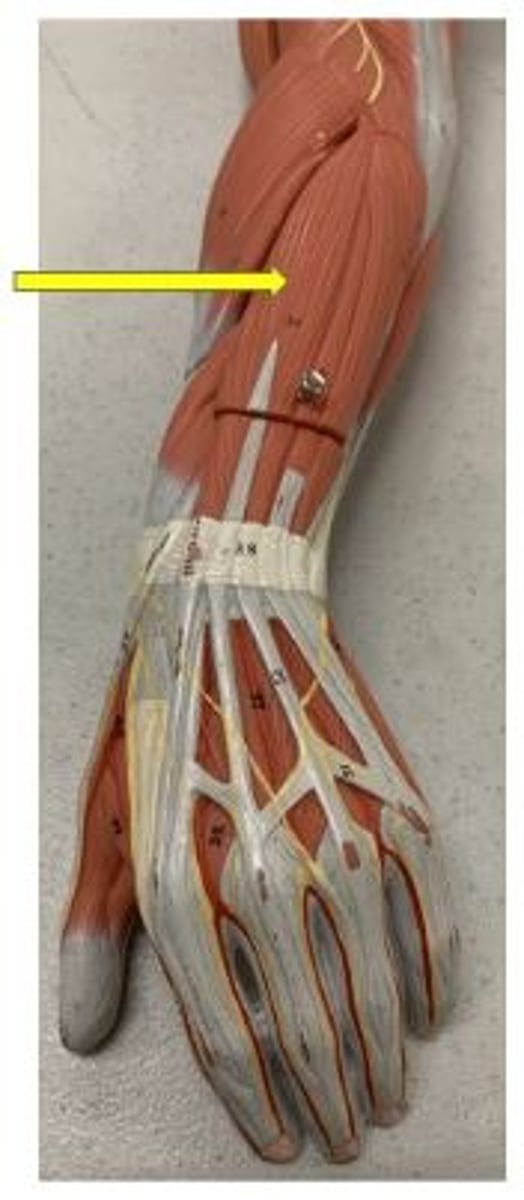 <p>extends fingers</p>