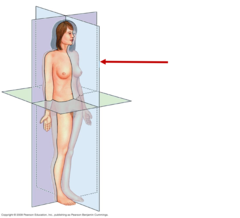 <p>divides the body into right and left portions</p>