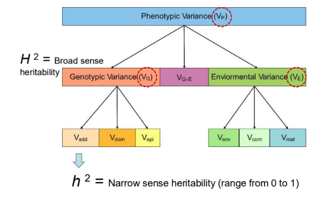 <p>Phenotype variance = Genetics variance + Environment variance.</p><p>Vp = Vg + Ve.</p><p><span style="background-color: transparent;">Quantitative genetics = a measurable or continuous trait / phenotypic variation.</span></p><p><span style="background-color: transparent;">Accurate phenotype prediction = Vg and Ve knowledge and interaction (G x E).</span></p>