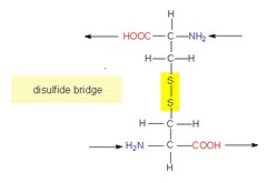 <p>extracellular proteins</p>