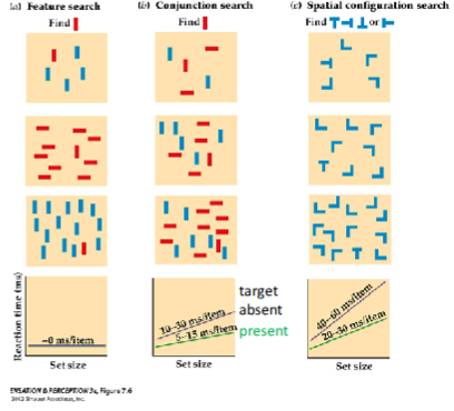 <ul><li><p><strong>Feature search</strong> → target defined by the presence off a single feature</p></li><li><p><strong>Conjunction search</strong> → target defined by the co-occurrence of 2 or more features</p></li><li><p><strong>Shape</strong> (spatial configuration) <strong>search</strong> → the target + distractors contain the same basic, spatial features</p></li></ul><p></p>