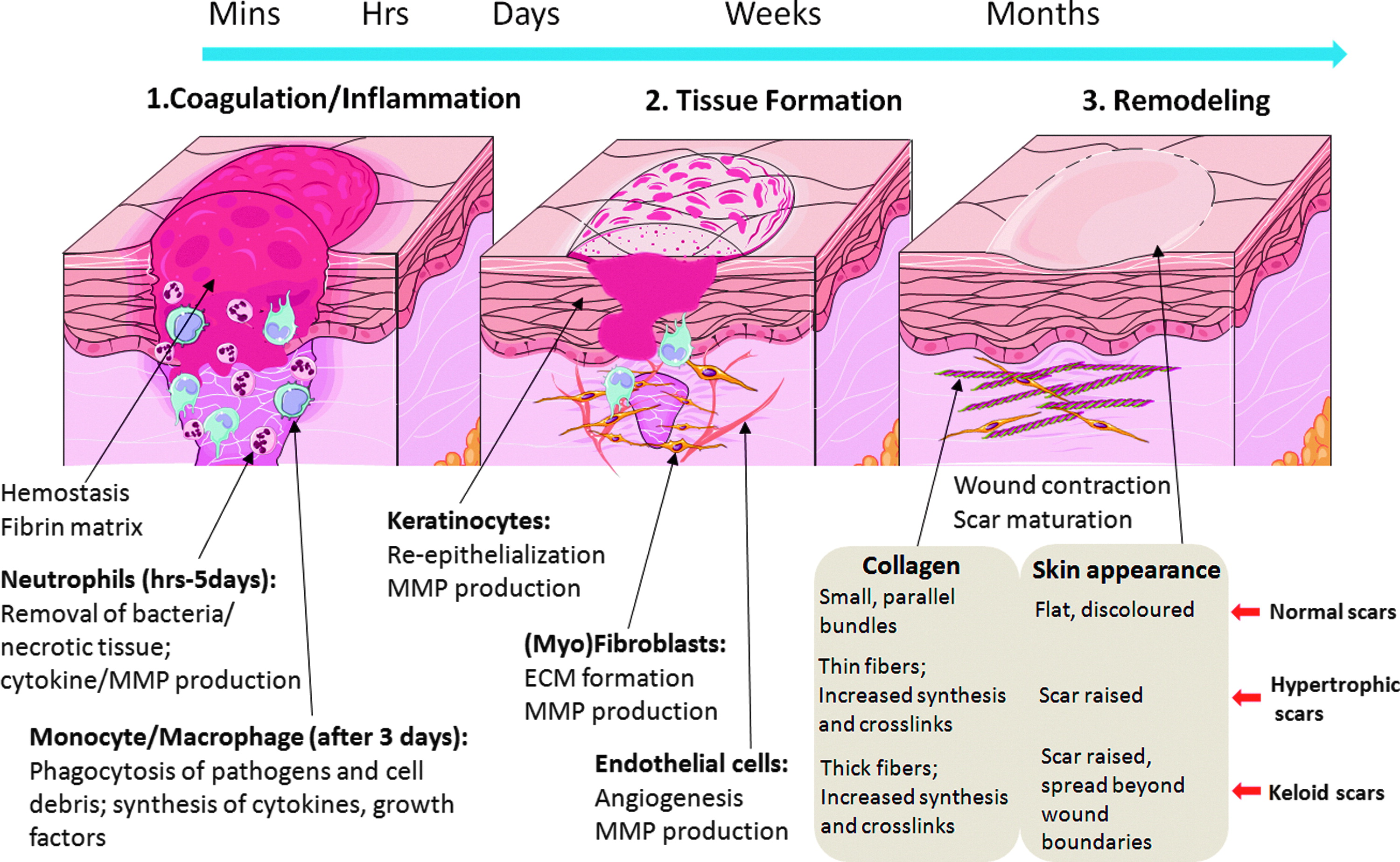 <p>Coordinates the growth, movement, and differentiation of cells during tissue repair. It offers mechanical support, determination of cell orientation, control of growth, organized regeneration of tissues.</p>