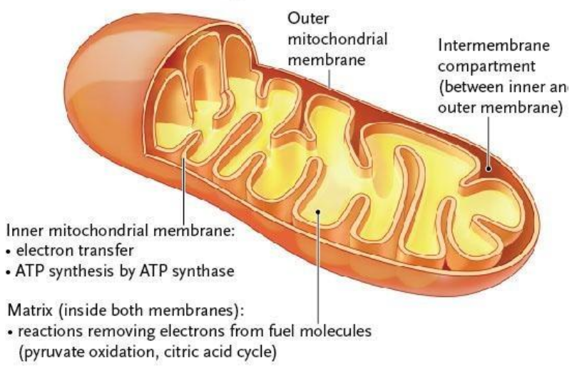 <ul><li><p>Outer membrane</p></li></ul><ul><li><p>Intermembrane space</p></li><li><p>Inner membrane (Cristae folds)</p></li><li><p>Matrix</p></li></ul><p></p>