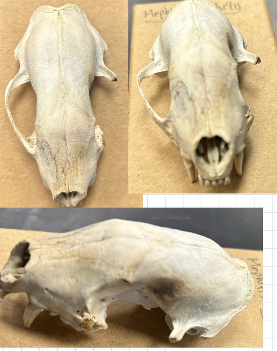 <p>Mephitis mephitis </p>