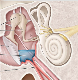<p>Ear Infection</p><ul><li><p>Location: Middle ear and eustachian tubes</p></li><li><p>Symptoms: Pain, discharge, pressure</p></li><li><p>Causes: Streptococcus pneumoniae or Haemophilus influenzae</p></li></ul><p></p>