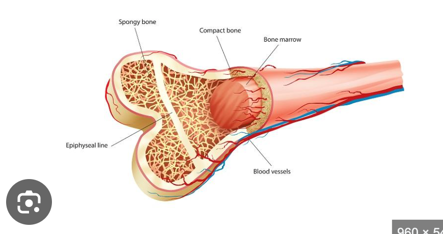<p>Honeycomb-spongy texture</p><p>Usually found at the end of long bone</p>