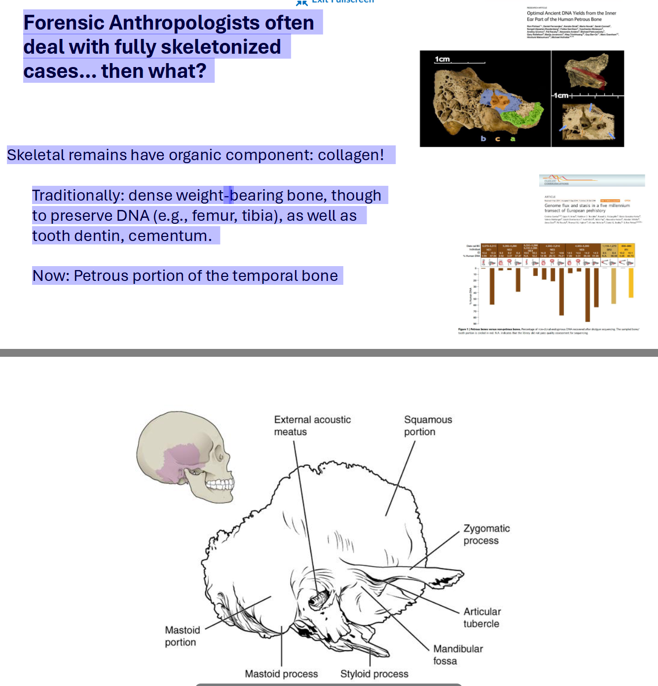 <p>Forensic Anthropologists often deal with fully skeletonized cases… then what?</p>