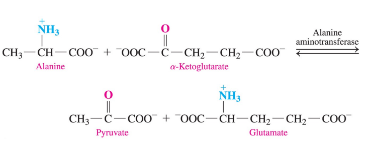 <ul><li><p>amino acids are degraded onto the liver </p></li><li><p>an amino group is transferred from an amino acid to an ɑ- keto acid, usually ɑ- ketoglutarate </p></li><li><p>a new amino acid and ɑ- keto acid are formed </p></li><li><p>when alanine combines with ɑ- ketoglutarate, pyruvate and glutamate are produced </p></li></ul><p></p>
