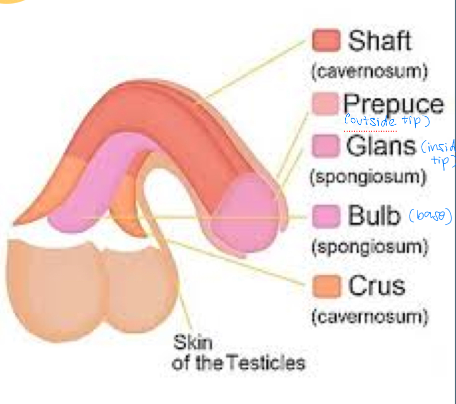 <ul><li><p>shaft = corpus cavernosum, corpus spongiosum</p></li><li><p>prepuce = tip (external)</p></li><li><p>glans = tip; spongiosum (internal)</p></li><li><p>bulb = base; spongiosum</p></li><li><p>crus = toward the body</p></li></ul><p></p>