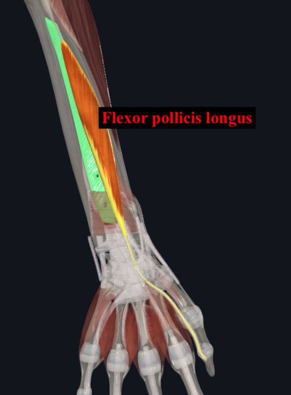 <ul><li><p>Origin:</p><ul><li><p>Anterior surface of radius </p></li><li><p>Interosseous membrane </p></li></ul></li><li><p>Insertion:</p><ul><li><p>Base of distal phalanx of 1st digit</p></li></ul></li><li><p>Innervation:</p><ul><li><p>Median nerve (via anterior interosseous nerve) </p></li></ul></li><li><p>Main action:</p><ul><li><p>Flexion of 1st digit (thumb) </p></li></ul></li></ul><p></p>