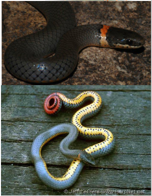 <p>Family: Dipsadidae</p><p>Location: <span>Eastern 1/3 & Cimarron, Ark, & Smoky Hill Rivers</span></p><p><span>ID: Back: Gray, Blue-black & Yellow-Orange/Red Neck “Ring”; Belly: Yellow with irregular black spotting; anal plate is divided; scales are smooth; white supra labials with some black spots</span></p><p><span>Life/History: semi-fossorial worm eater; often found in large groups under cover</span></p>