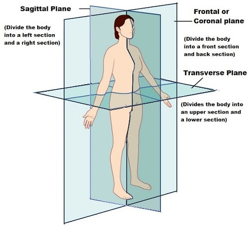 <p>the frontal plane, in anatomy, is an imaginary plane that divides the body into anterior (ventral) and posterior (dorsal) halves along the longitudinal (left-right) axis.</p>