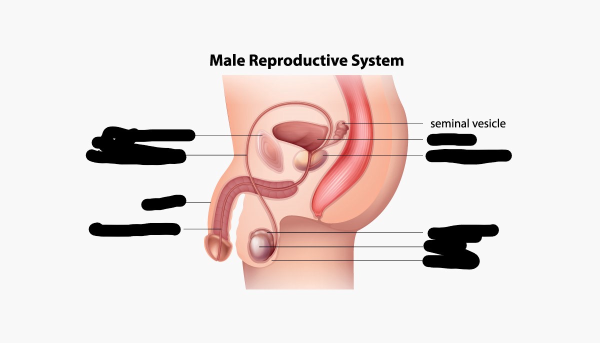 <p>Produces fluid to form semen and to nourish sperm</p>