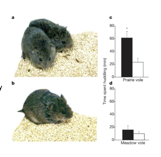<p>a. prairie voles show more huddling side by side</p><p>b. meadow voles are more solitary </p><p>c. prairie voles tend to spend significantly more time with their partner</p><p>d. meadow voles do not form strong bond with partners, spending relatively little time huddling</p>