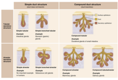 <p>1. structure</p><p>2. Mode of secretion</p><p>3. Type of secretion</p>